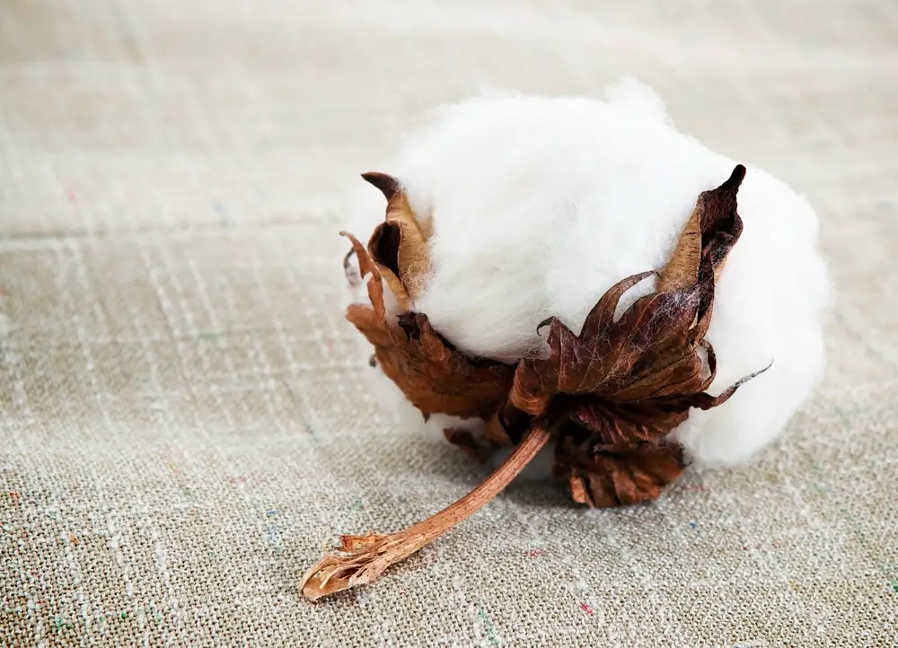 Cotton plant